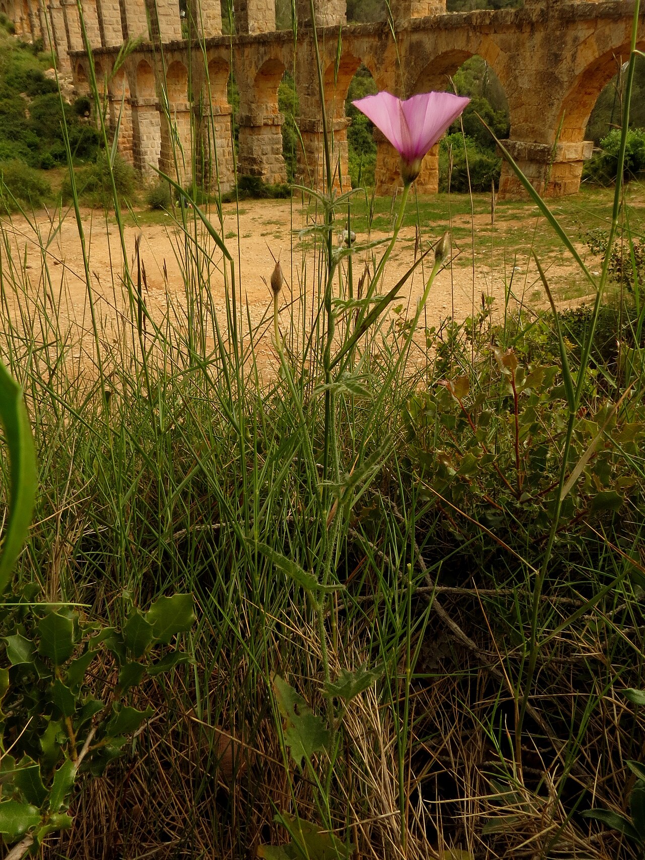 Mallow bindweed: Convolvulus althaeoides L., Pont del Diable, Tarragona, Spain, 19 May 2013