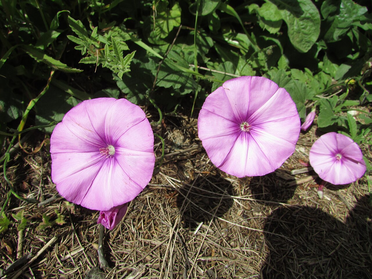 Mallow bindweed: An example of the Mallow Bindweed (Convolvulus althaeoides) found in the neighbourhood Cerro Grande which is west of city of Albufeira , Algarve, Portugal.