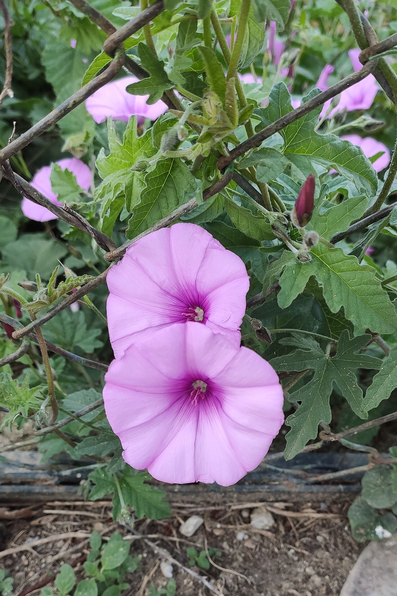 Mallow bindweed: "Convolvulus althaeoides" silvestre, en Montalbán de Córdoba (España).
