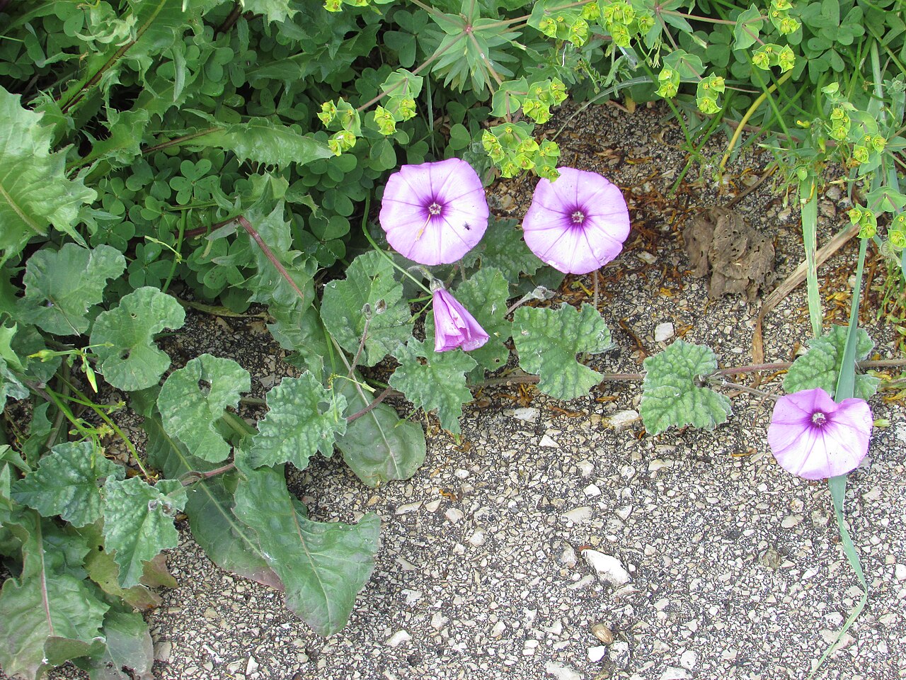 Mallow bindweed: An example of the Mallow Bindweed (Convolvulus althaeoides) found in the neighbourhood Cerro Grande which is west of city of Albufeira , Algarve, Portugal.