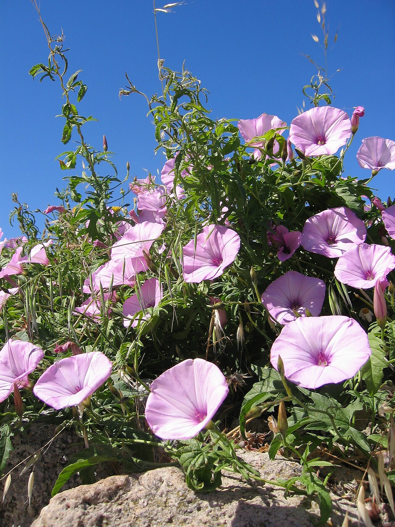 Mallow bindweed: ' Convolvulus althaeoides , Calvi, Corse, France