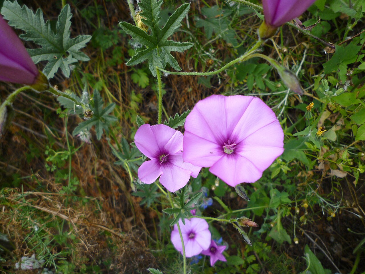 Mallow bindweed: Convolvulus althaeoides . Moinhos da Rocha