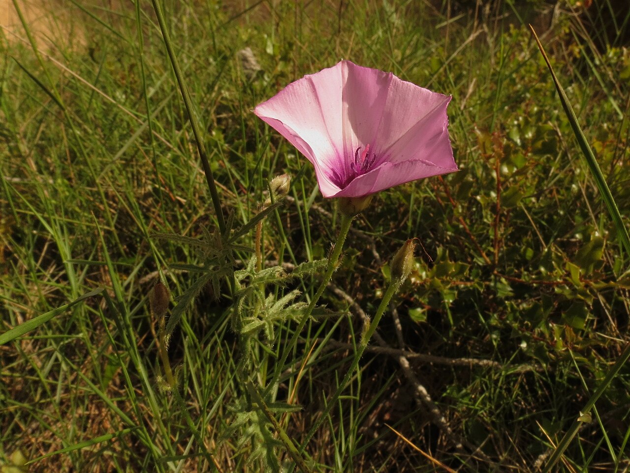 Mallow bindweed: Convolvulus althaeoides L., Pont del Diable, Tarragona, Spain, 19 May 2013