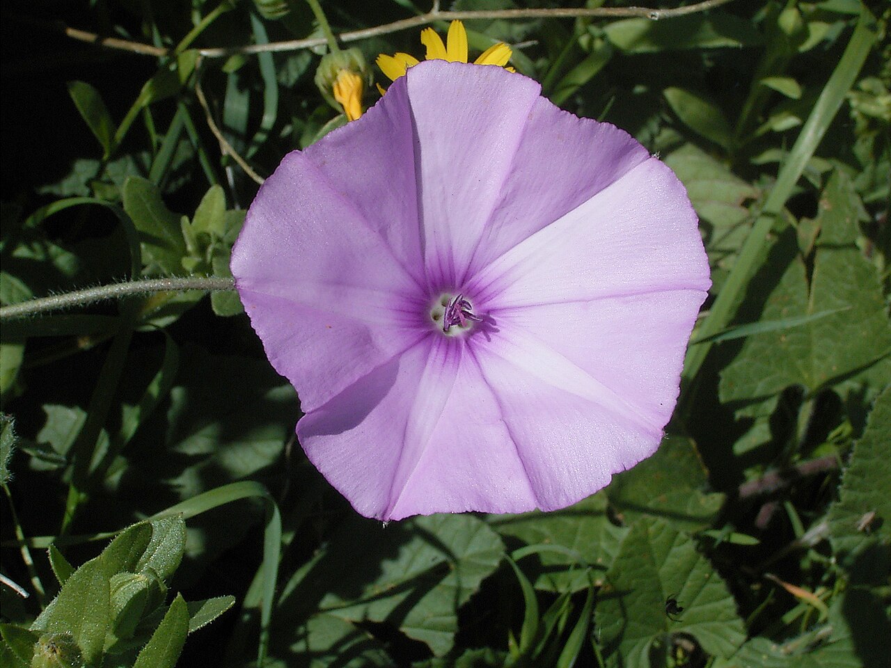 Mallow bindweed: Convolvulus althaeoides growing in Puntagorda , La Palma , Canary Islands