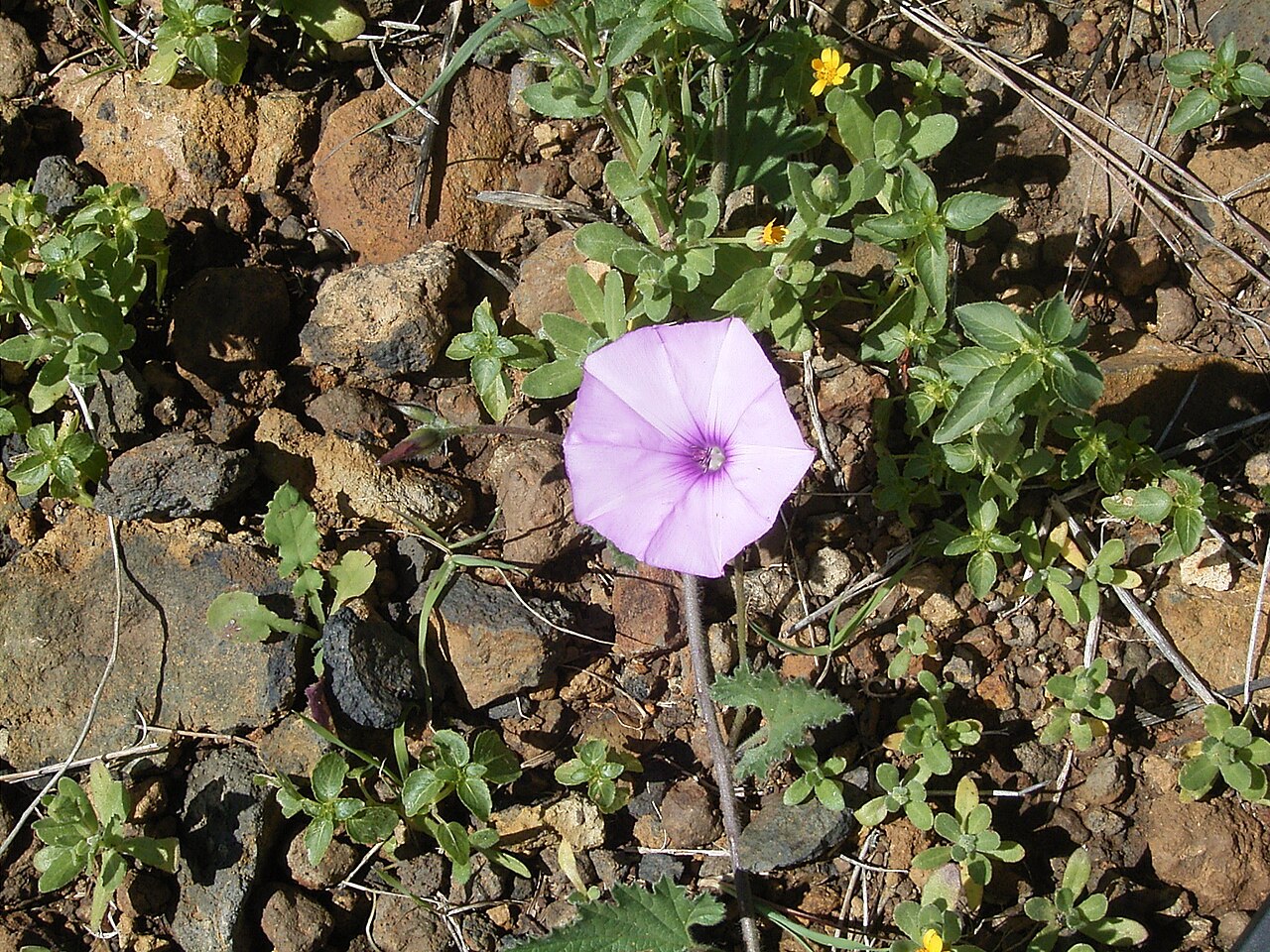 Mallow bindweed: Convolvulus althaeoides growing in Puntagorda , La Palma , Canary Islands