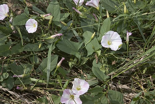Field bindweed: Convolvulus arvensis Vallée de Grâce à Amiens (Somme), France