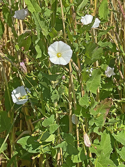 Field bindweed: Field bindweed (botanical name Convolvulus arvensis), a bindweed (left winder) whose flowers are only open for one day (day flowers).