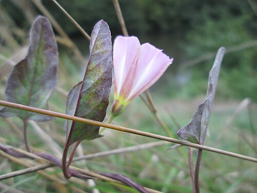 Field bindweed: Ackerwinde ( Convolvulus arvensis ) an der Saar bei Grosbliederstroff