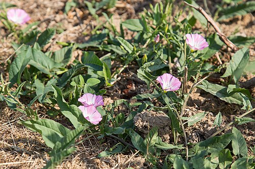 Field bindweed: Juni 2018 Canon EOS 6D EF 24-105mm f/4L IS USM Creative Commons Licence BY 2.0 creativecommons.org/licenses/by/2.0/ Quellenangabe / Credit: Maja Dumat - Creativ