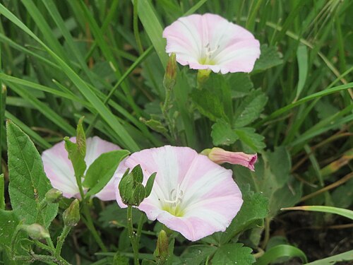 Field bindweed: Ackerwinde ( Convolvulus arvensis ) im Hockenheimer Rheinbogen