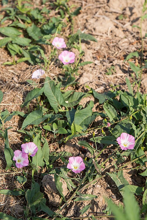 Field bindweed: Juni 2018 Canon EOS 6D EF 24-105mm f/4L IS USM Creative Commons Licence BY 2.0 creativecommons.org/licenses/by/2.0/ Quellenangabe / Credit: Maja Dumat - Creativ