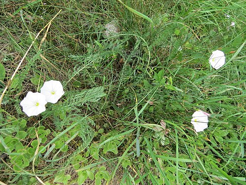 Field bindweed: Convolvulus arvensis (field bindweed) at Bichlhäusl in Frankenfels, Austria
