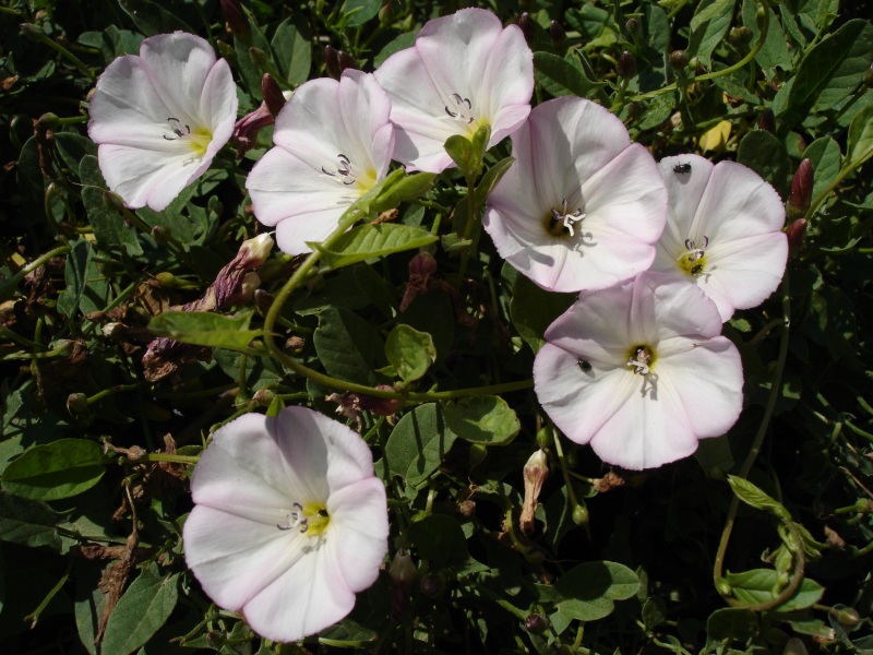 Field bindweed (Convolvulus arvensis)