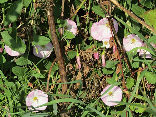 Field bindweed: An example of Sea Bindweed (Calystegia soldanella) found in the verge of the footpath running alongside Pond Plantation leading to the Norfolk coast path within