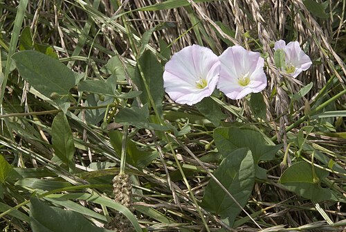 Field bindweed: Convolvulus arvensis Vallée de Grâce à Amiens (Somme), France