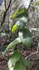 Convolvulus canariensis (Convolvulus canariensis)