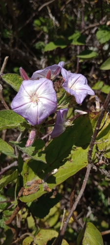 Convolvulus canariensis (Convolvulus canariensis)