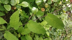 Convolvulus canariensis (Convolvulus canariensis)