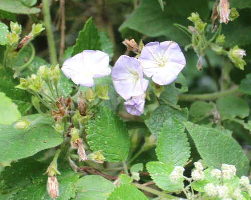 Convolvulus canariensis (Convolvulus canariensis)