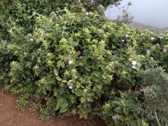 Convolvulus canariensis (Convolvulus canariensis)