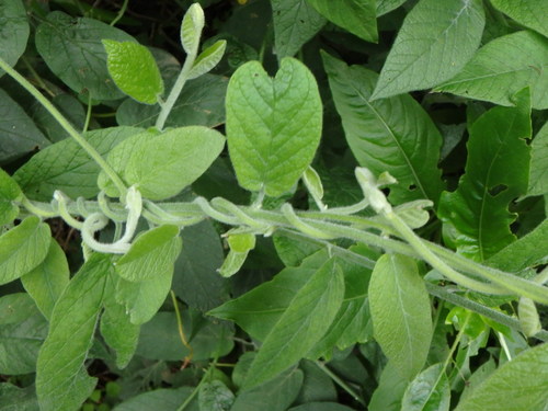 Convolvulus canariensis (Convolvulus canariensis)