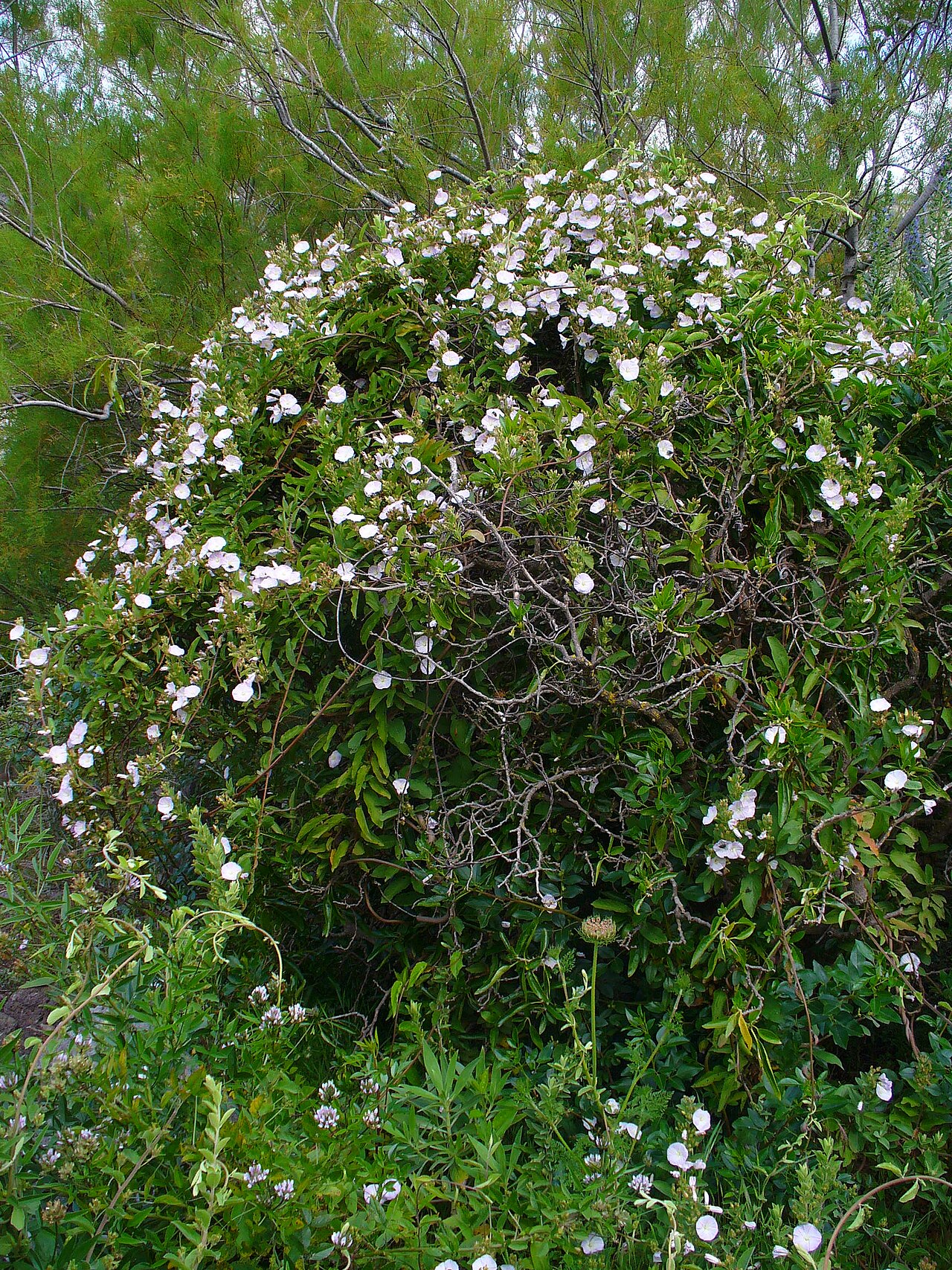 Convolvulus canariensis: Canary Bindweed; habitus; El Paso, La Palma, Canary Islands, Spain