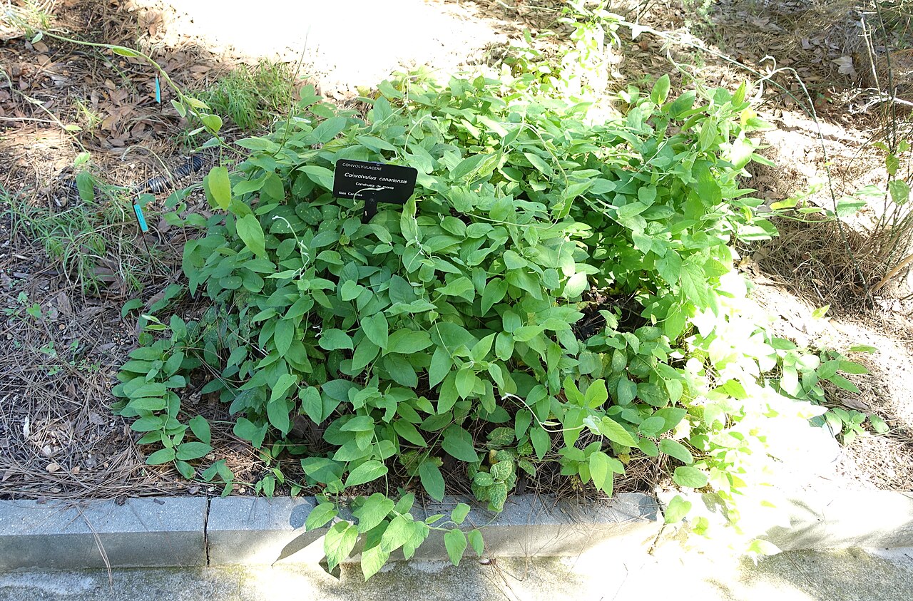 Convolvulus canariensis: Botanical specimen in the Jardín Botánico de Barcelona - Barcelona, Spain.