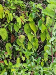 Convolvulus canariensis (Convolvulus canariensis)