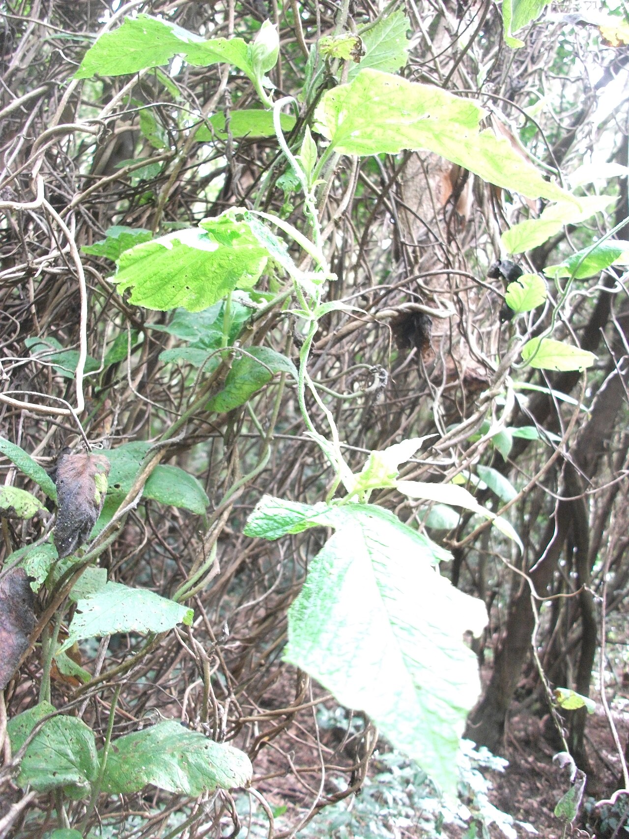 Convolvulus canariensis: Convolvulus canariensis in Tegueste, Tenerife, Canary Islands, Spain. Photo taked in a laurel forest.
