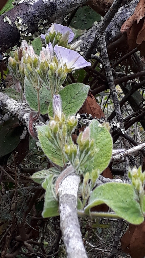 Convolvulus canariensis (Convolvulus canariensis)
