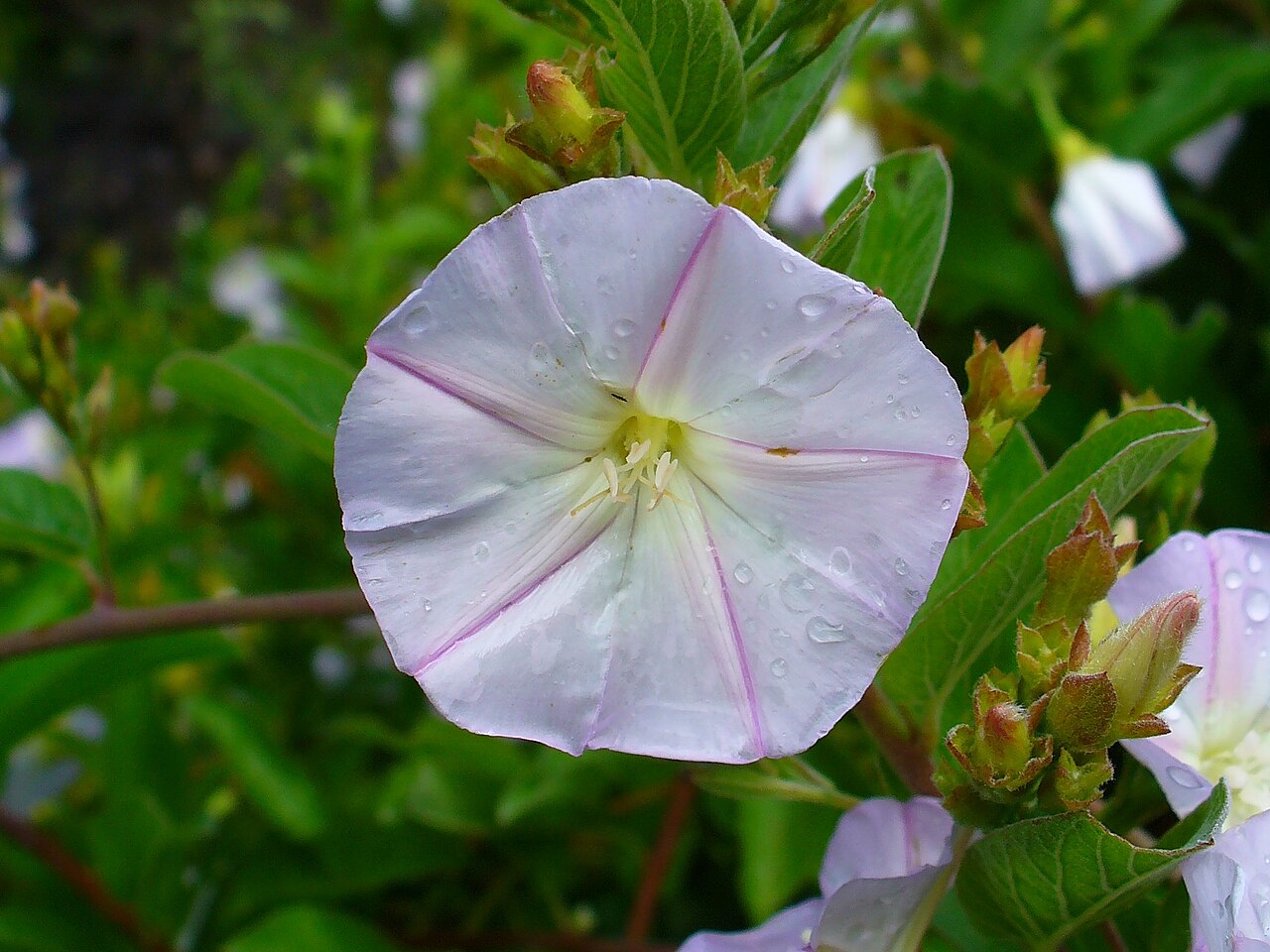 Convolvulus canariensis: Canary Bindweed; flower; El Paso, La Palma, Canary Islands, Spain