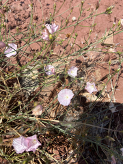 Convolvulus cantabrica (Convolvulus cantabrica)