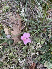 Convolvulus cantabrica (Convolvulus cantabrica)