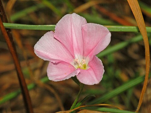 Convolvulus cantabrica: Convolvulus cantabrica - Genova, Italy