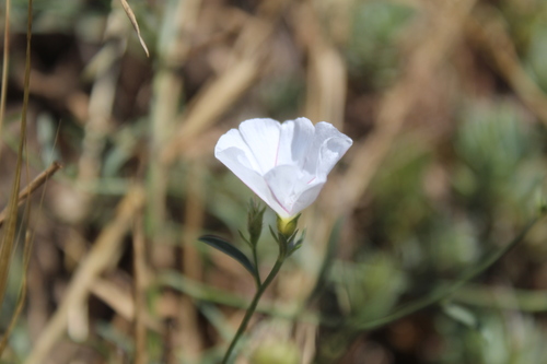 Convolvulus cantabrica (Convolvulus cantabrica)