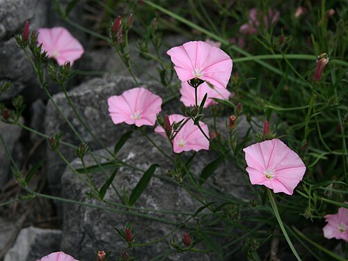 Convolvulus cantabrica: Convolvulus cantabrica , Windengewächse (Convolvulaceae) - Italien/Italia/Italy: Friuli-Venezia Giulia, Prov. Trieste, Rilkeweg/Sentiero Rilke von Sistiana nach