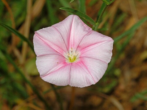 Convolvulus cantabrica: Convolvulus cantabrica - Genova, Italy