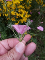 Convolvulus cantabrica (Convolvulus cantabrica)