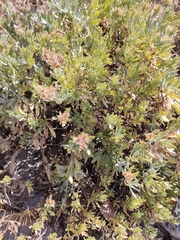 Silverbush (Convolvulus cneorum)