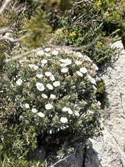 Silverbush (Convolvulus cneorum)