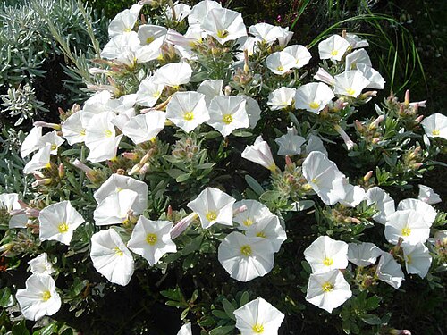 Silverbush: Convolvulus cneorum