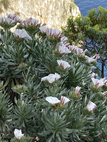 Silverbush (Convolvulus cneorum)