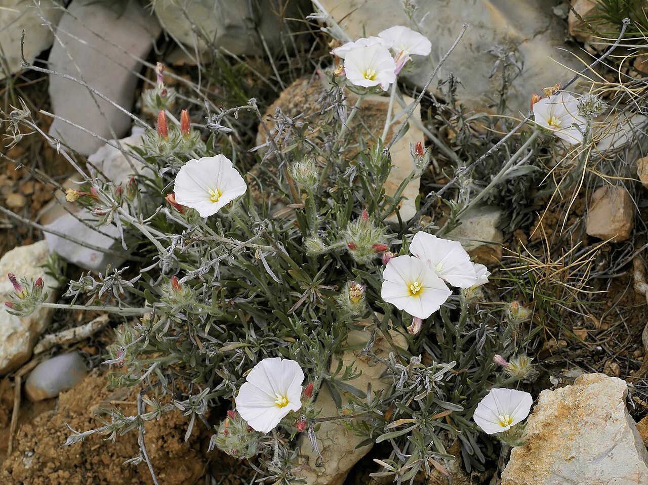 Silverbush: Plant near el Perelló, Catalonia, Spain