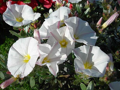 Silverbush: Convolvulus cneorum