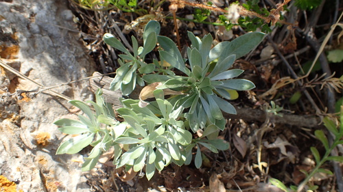 Silverbush (Convolvulus cneorum)