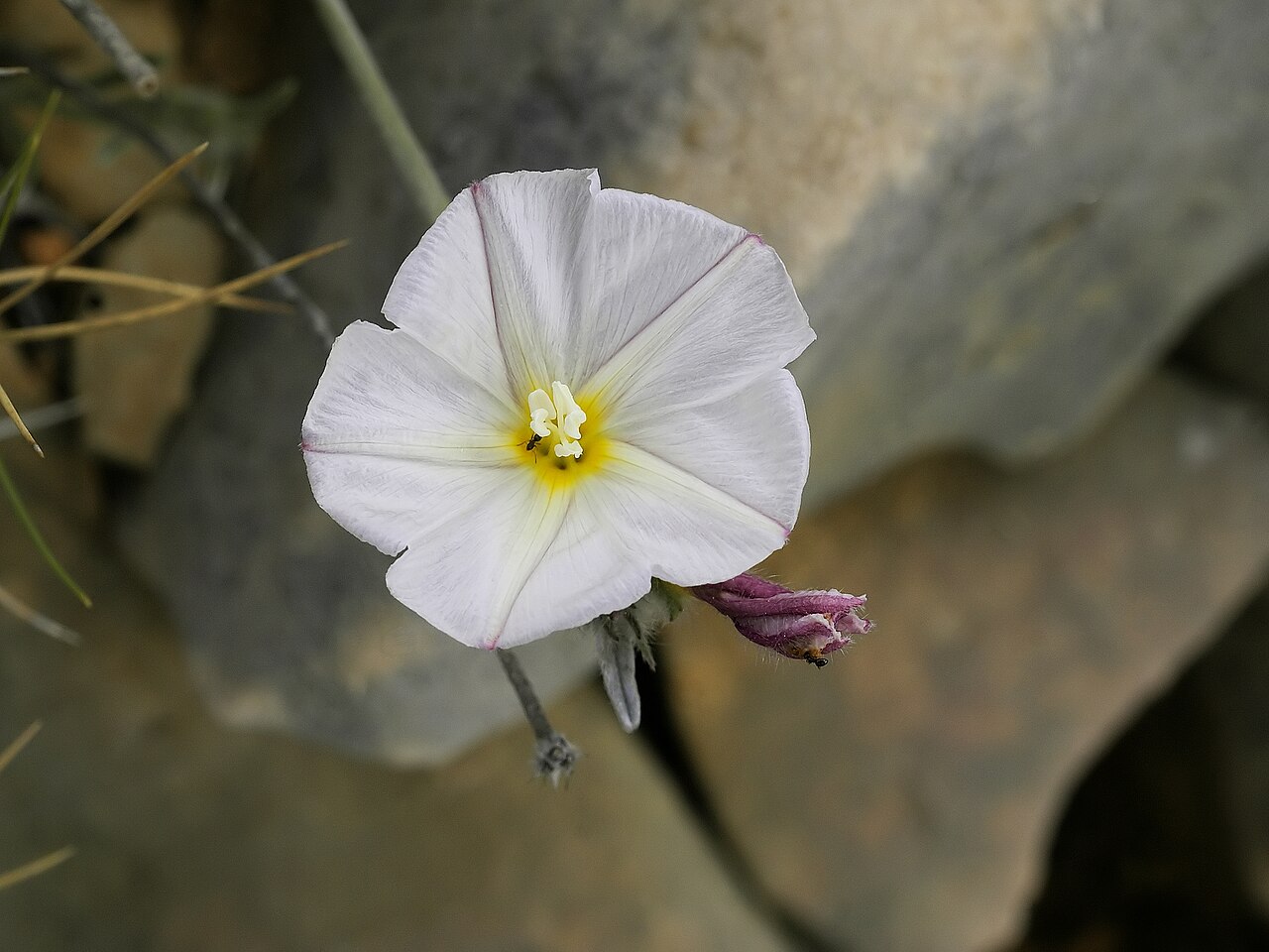 Silverbush: Plant near el Perelló, Catalonia, Spain