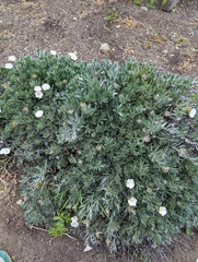 Silverbush (Convolvulus cneorum)