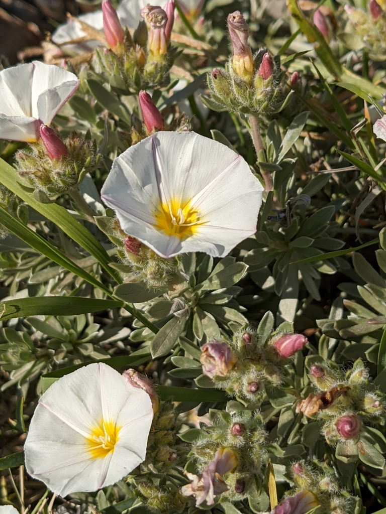 Silverbush (Convolvulus cneorum)