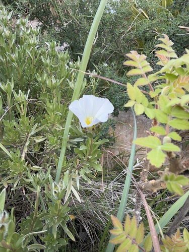 Silverbush (Convolvulus cneorum)
