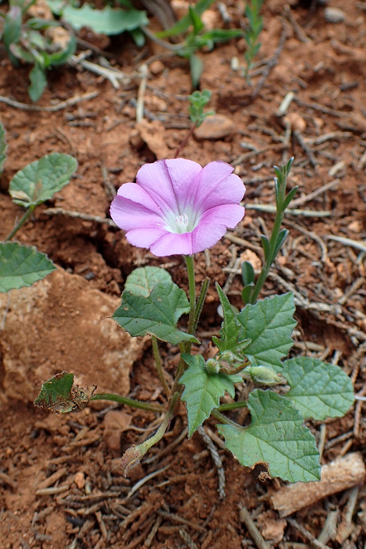 Convolvulus coelesyriacus: Convolvulus coelesyriacus on Akamas Peninsula, Cyprus